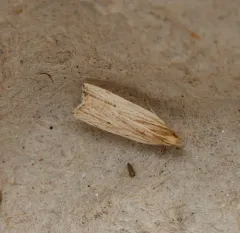 Lanceolate Moth thumbnail 4