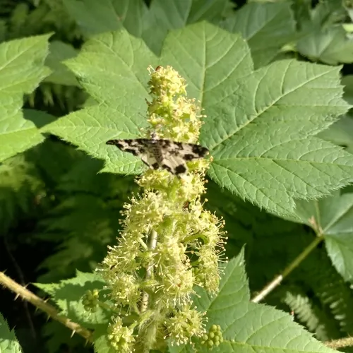 White-banded Black Moth