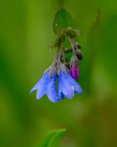 Oregon lungwort thumbnail 3