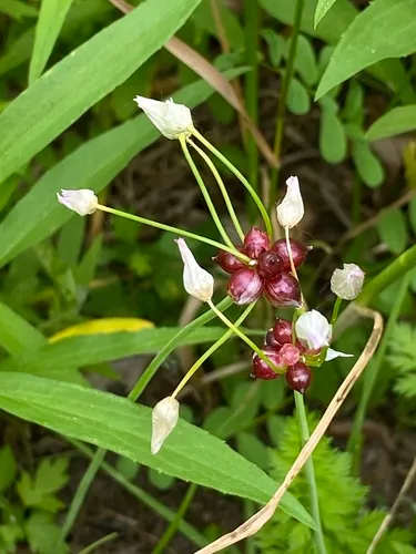 rosy garlic