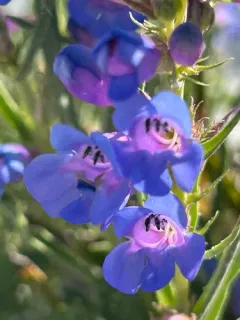 Idaho beardtongue thumbnail 4