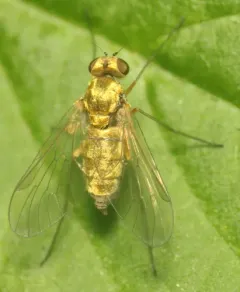 Chrysopilus testaceipes thumbnail 2