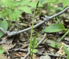 little grapefern thumbnail 4