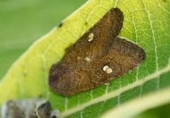 noted sunflower moth thumbnail 1