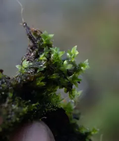 Sharpleaf Hookeria Moss thumbnail 4