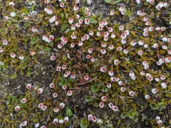 Moss Bell-heather thumbnail 3