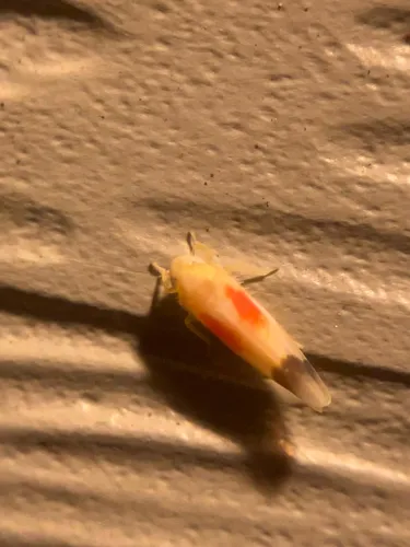Ossiannilssonola flavomarginata