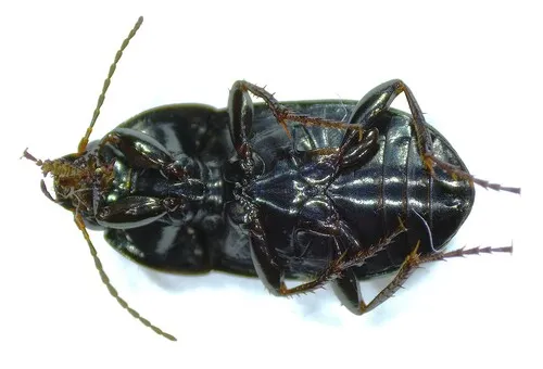 Amara coelebs