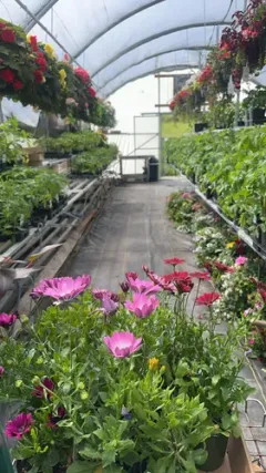 Cape daisy thumbnail 3