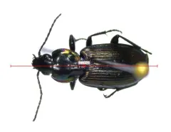 Cypress Ground Beetle thumbnail 2