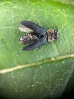 Anthaxia viridifrons thumbnail 3