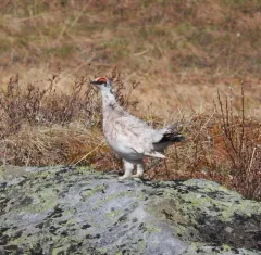 Rock Ptarmigan thumbnail 3