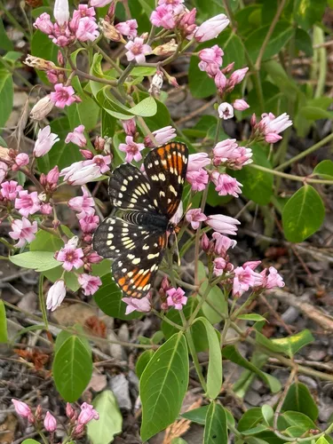 Leanira Checkerspot