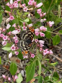Leanira Checkerspot thumbnail 1