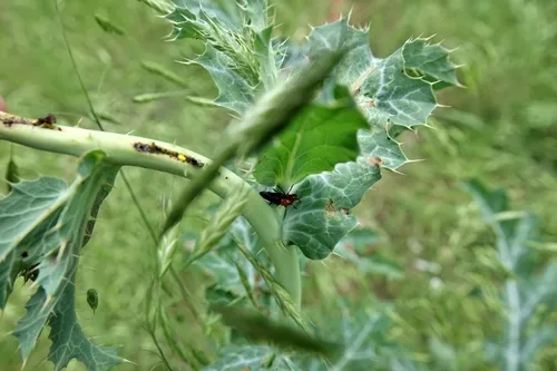 Languria laeta