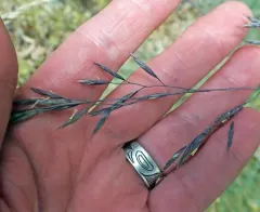 Roemer's Fescue thumbnail 4