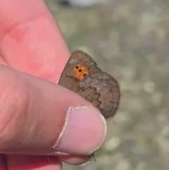Reddish Alpine thumbnail 4