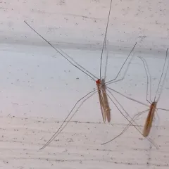 Dicranomyia longipennis thumbnail 4
