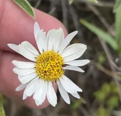 Eaton's Fleabane thumbnail 3