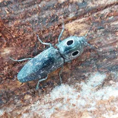 Western Eyed Click Beetle thumbnail 3