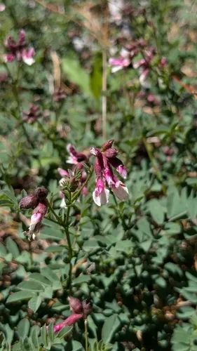 Balsam Bird's Foot Trefoil