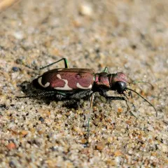 Appalachian Tiger Beetle thumbnail 4