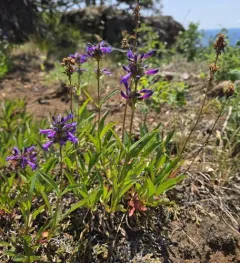 Sulphur Penstemon thumbnail 2