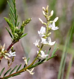 Loose-flower Milkvetch thumbnail 4