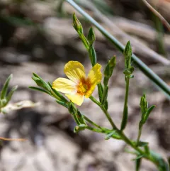 Wyoming Flax thumbnail 3
