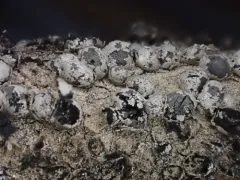 Polyschismium fallax thumbnail 2