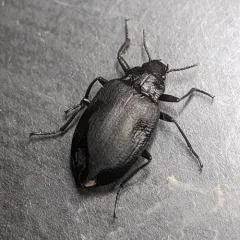 Amphizoa insolens thumbnail 3