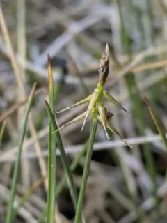 bristle sedge thumbnail 3