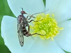 Empis tridentata thumbnail 3