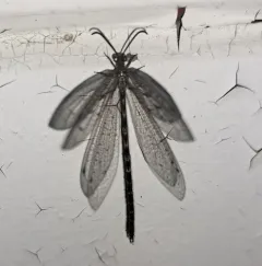 Brachynemurus nebulosus thumbnail 4