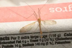 Nephrotoma gnata thumbnail 1