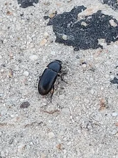 Opatroides punctulatus thumbnail 3