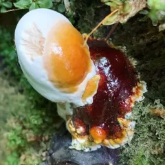 West Coast Reishi thumbnail 2
