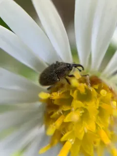Geraeus picumnus thumbnail 2