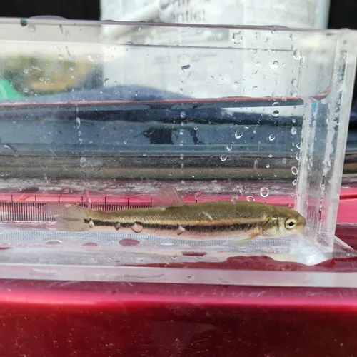 Northern Pearl Dace