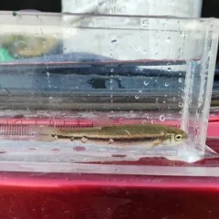 Northern Pearl Dace thumbnail 1