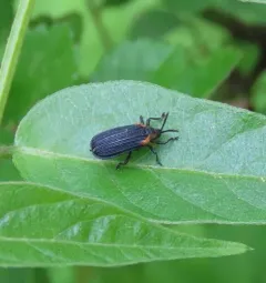 Orange-shouldered Leafminer thumbnail 4