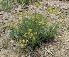 Thompson's Desert Parsley thumbnail 4