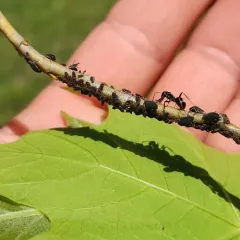 Silky Field Ant thumbnail 2