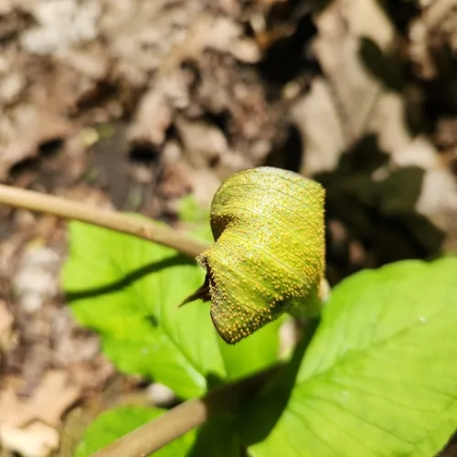 Jack-in-the-Pulpit Rust