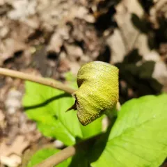 Jack-in-the-Pulpit Rust thumbnail 1