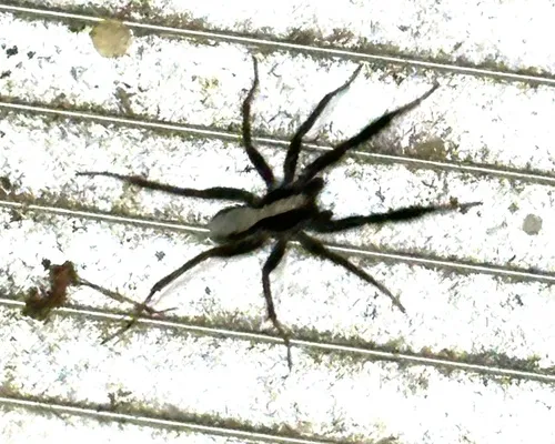 Brush-legged Split Wolf Spider