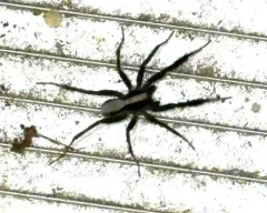 Brush-legged Split Wolf Spider thumbnail 1