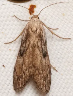 Aphomia fulminalis thumbnail 4