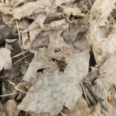 Eastern Catkin Fly thumbnail 2