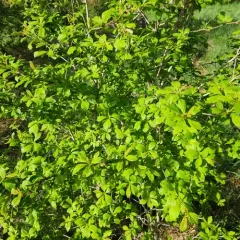 dotted hawthorn thumbnail 2